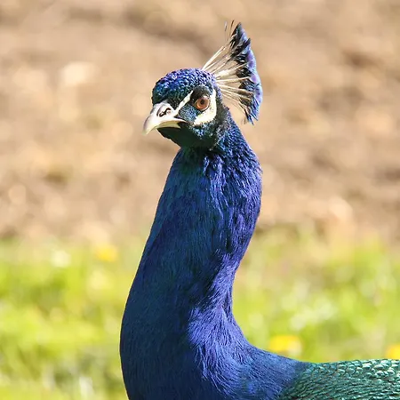 Couette-café Skovlide Beautiful