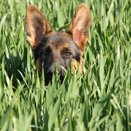 Couette-café Skovlide Beautiful Edslev